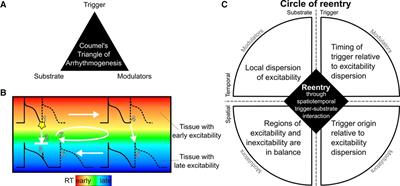 The circle of reentry: Characteristics of trigger-substrate interaction leading to sudden cardiac arrest